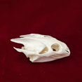 thumbnail image 2 of Cláneo de taxidermia con forma de calavera de animal real y tortuga para regalo educativo, 2 of 4