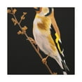 thumbnail image 3 of American Goldfinch Beauty - Canvas, 3 of 25