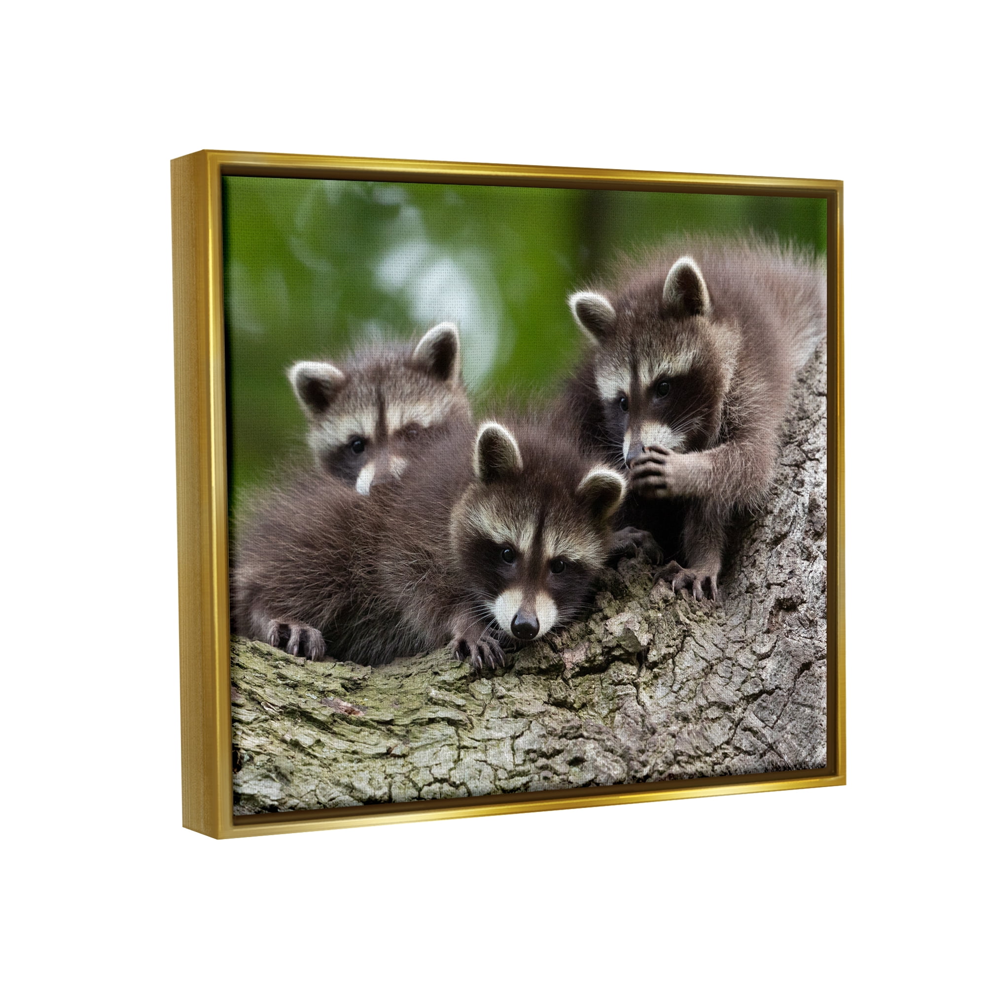 Stupell Industries Raccoon Babies in Tree Animals & Insects Photography Gold Floater Framed Canvas Art Print Wall Art, 31 x 25