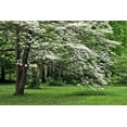 thumbnail image 2 of 10 Seeds American WHITE FLOWERING DOGWOOD Small Tree Cornus Florida Seeds, 2 of 7