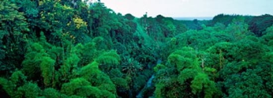 Countryside Mauriti
