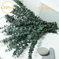 thumbnail image 3 of 30 Pcs Real Dried Eucalyptus Stems, 17" Natural Fresh Eucalyptus Branches for Shower, Greenery Leaves for Vase Filler, Fragrance, Fresh Silk Dry Live Plants Decor$$Home Decor, Kitchen, & Other, 3 of 7