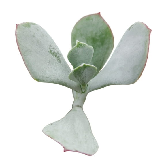 Cotyledon Orbiculata Pig's Ear (2 inch)