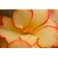 thumbnail image 2 of Crane, Rita 24x17 White Modern Wood Framed Museum Art Print Titled - Camilles Begonias I, 2 of 4