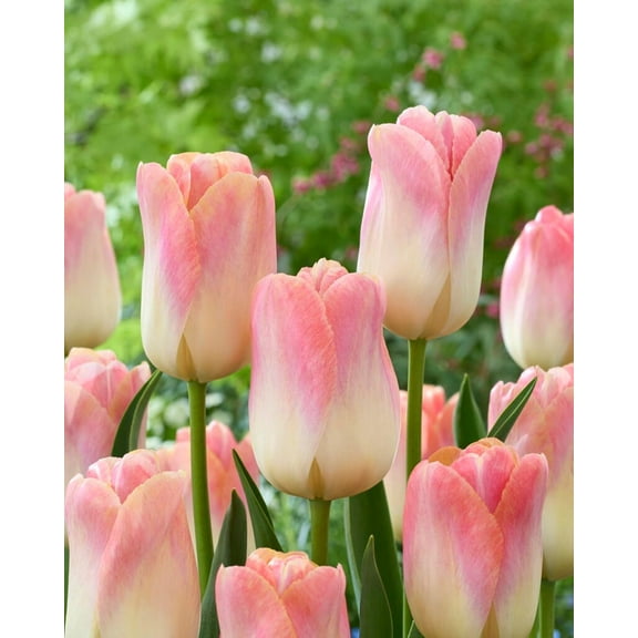 Strawberries and Cream Tulip Bulbs for Planting – Pink and White Tulips - Top Size Bulbs, Perennial Flowers (10 Bulbs)