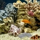 thumbnail image 2 of GOOHOCHY 10 piezas de piedra paisajística para acuario, accesorios para pecera de tortuga, roca natural para acuarios, ideal para paisajismo y decoración de pecera., 2 of 8