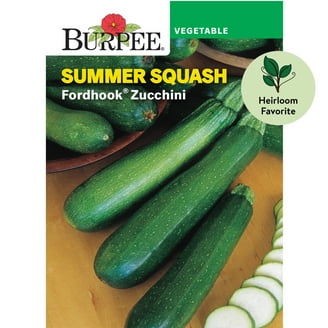 Burpee Fordhook Zucchini Summer Squash Seeds, Dark Green, 6-8