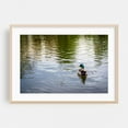 thumbnail image 2 of Duck & Ripples - Baltimore Maryland Photography Unframed Wall Art Print 5 x 7 inches, 2 of 7
