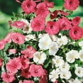 thumbnail image 2 of Outsidepride Rose Mallow Mix - 2000 Seeds, 2 of 7