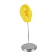 thumbnail image 3 of Modelo de oreja de silicona, parte del cuerpo, herramienta de enseñanza, maniquí reutilizable, organizador de orejas para Derecha amarilla, 3 of 9