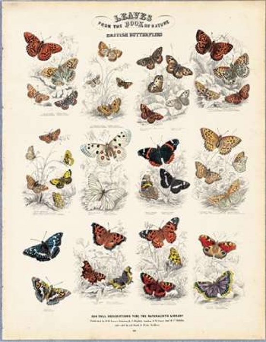 British Butterflies Poster Print by WH Lizars (11 x 14)