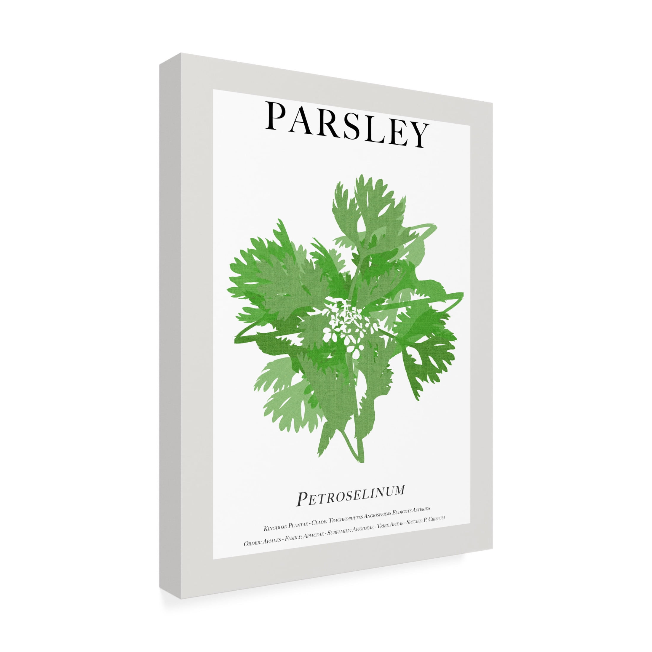 Trademark Fine Art Cartissi Parsley Canvas Wall Art