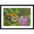 thumbnail image 2 of Art.com USA, California, Santa Barbara. Monarch butterfly on flower. Photographic Print by Jaynes Gallery, Black Frame Wall Art, 23" x 17", 2 of 5