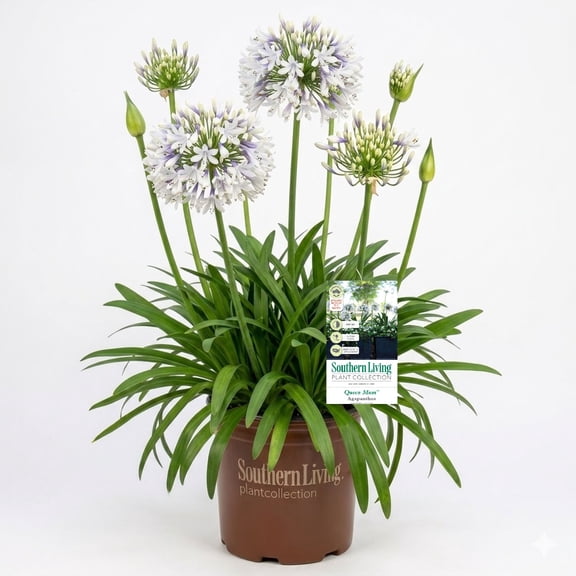 Southern Living Queen Mum Agapanthus 'Lily of the Nile' Live Shrub in 1.5-Gallon Grower Pot
