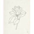 thumbnail image 2 of Hershey, Moira 20x24 Gold Ornate Wood Framed with Double Matting Museum Art Print Titled - Magnolia Line Drawing, 2 of 4