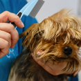 thumbnail image 4 of Flea Comb, 2 Pack For Cats And Dogs Flea Comb Fine Tooth Lice Comb Metal Head Comb Tear Stain Removal Comb Pet Grooming Comb For Dogs Cats Small Pets, 4 of 5