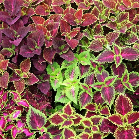 Jazz Combo Coleus Mix Seed 50 Seeds- Non-GMO, Vibrant Shade-Loving Annuals, Easy to Grow, Perfect for Containers & Gardens, Attracts Pollinators, Ideal for Borders, Non-Invasive, Colorful Mix.