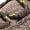 DARK BROWN, variant on NORTIV 8 Men's Mid Waterproof Hiking Boots Outdoor Lightweight Breathable Trekking Camping Mountaineering Shoes HydroTrek
