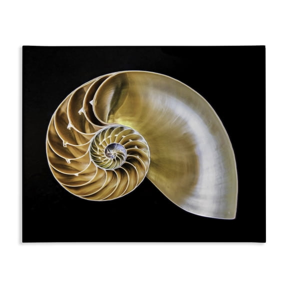 Stupell Industries Glam Tan Nautilus Shell on Black Canvas Art, 20 x 16, by Mary Lou Johnson