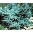 thumbnail image 2 of Blue Pfitzer Juniper - 15 Live Plants - Drought Tolerant Cold Hardy Evergreen Ground Cover, 2 of 4