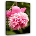 thumbnail image 1 of Karyn Millet 31x44 Gallery Wrapped Canvas Wall Art Titled - Pink Peony I, 1 of 4