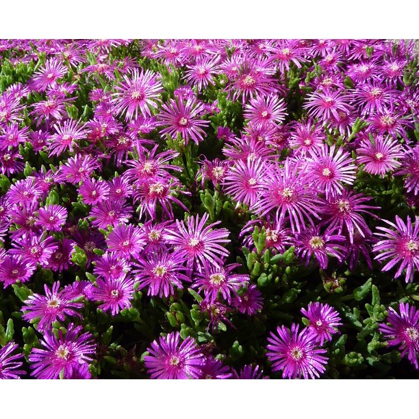 Flowers Purple Purple Flower Ice Plant Inch By 30 Inch Laminated Poster With Bright Colors And Vivid Imagery Fits Perfectly In Many Attractive Frames Walmart Com Walmart Com