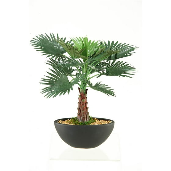 Miniature Bismarka Tree in Oval Ceramic Planter
