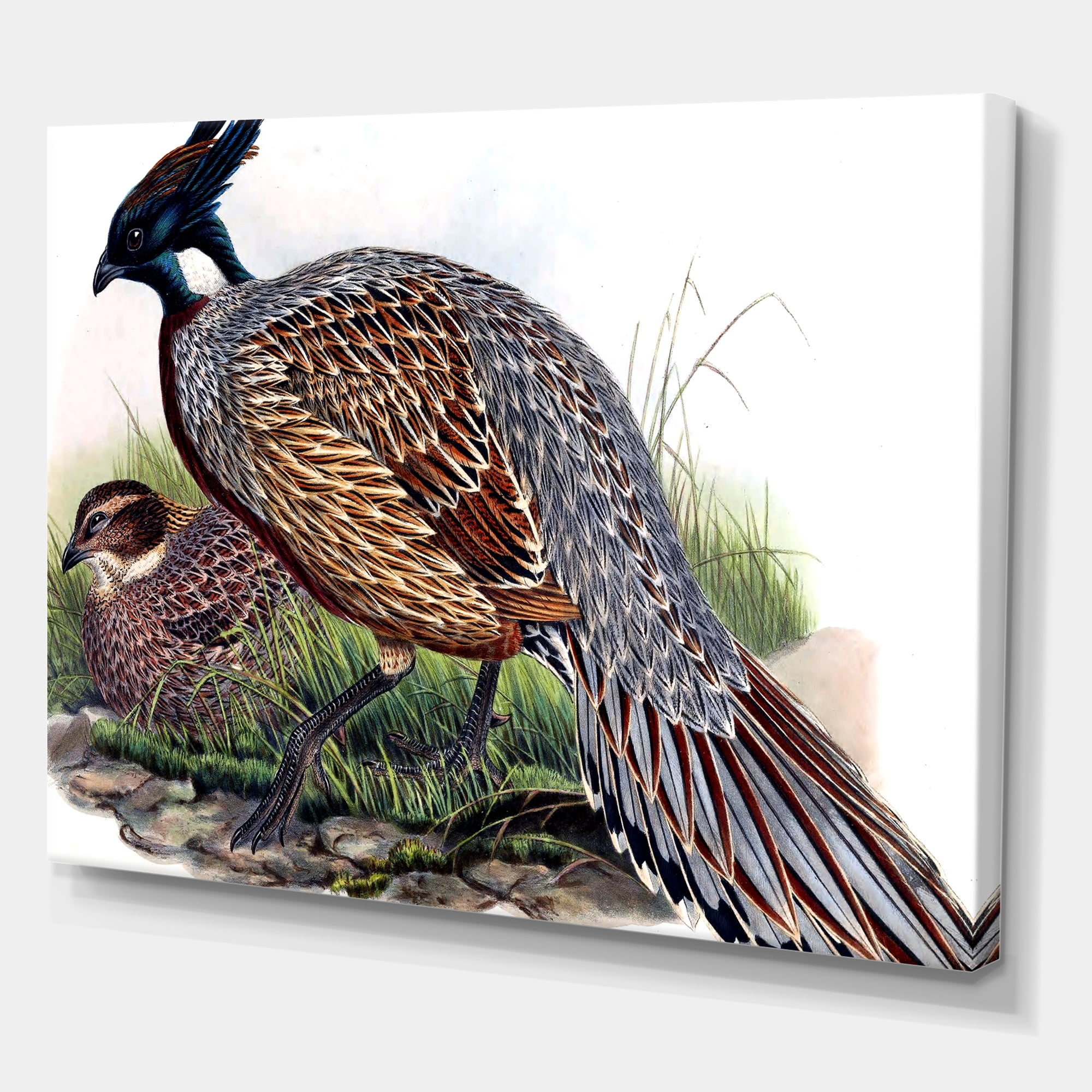 Designart ' Close Up Of Vintage Countryside Birds ' Farmhouse Canvas Wall Art Print