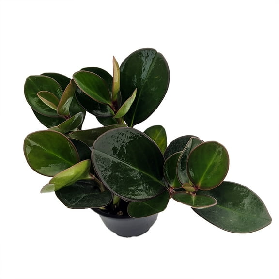 Red Edge Baby Rubber Tree - Peperomia - 4" Pot - Houseplant