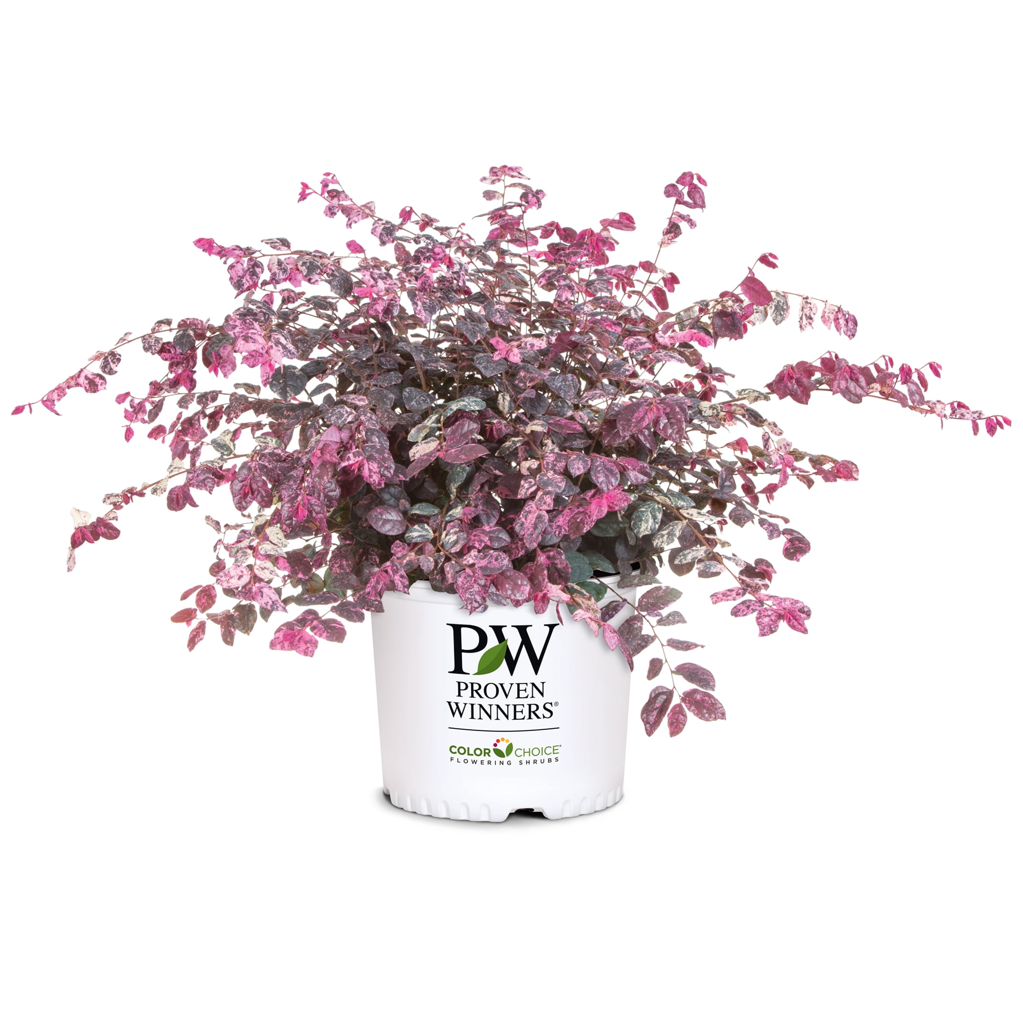 Proven Winners ColorChoice Jazz Hands Loropetalum Live Shrub (2 Gallon)