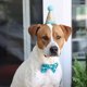 thumbnail image 4 of 2 Piezas De Mascota De 1 Año De Edad, Sombrero De Perro, Gato, Corona, Gorra, Bowknot, Sombrero, Accesorio, Azul Zulema Pet Dog Cat Pyppy Headwear, 4 of 8