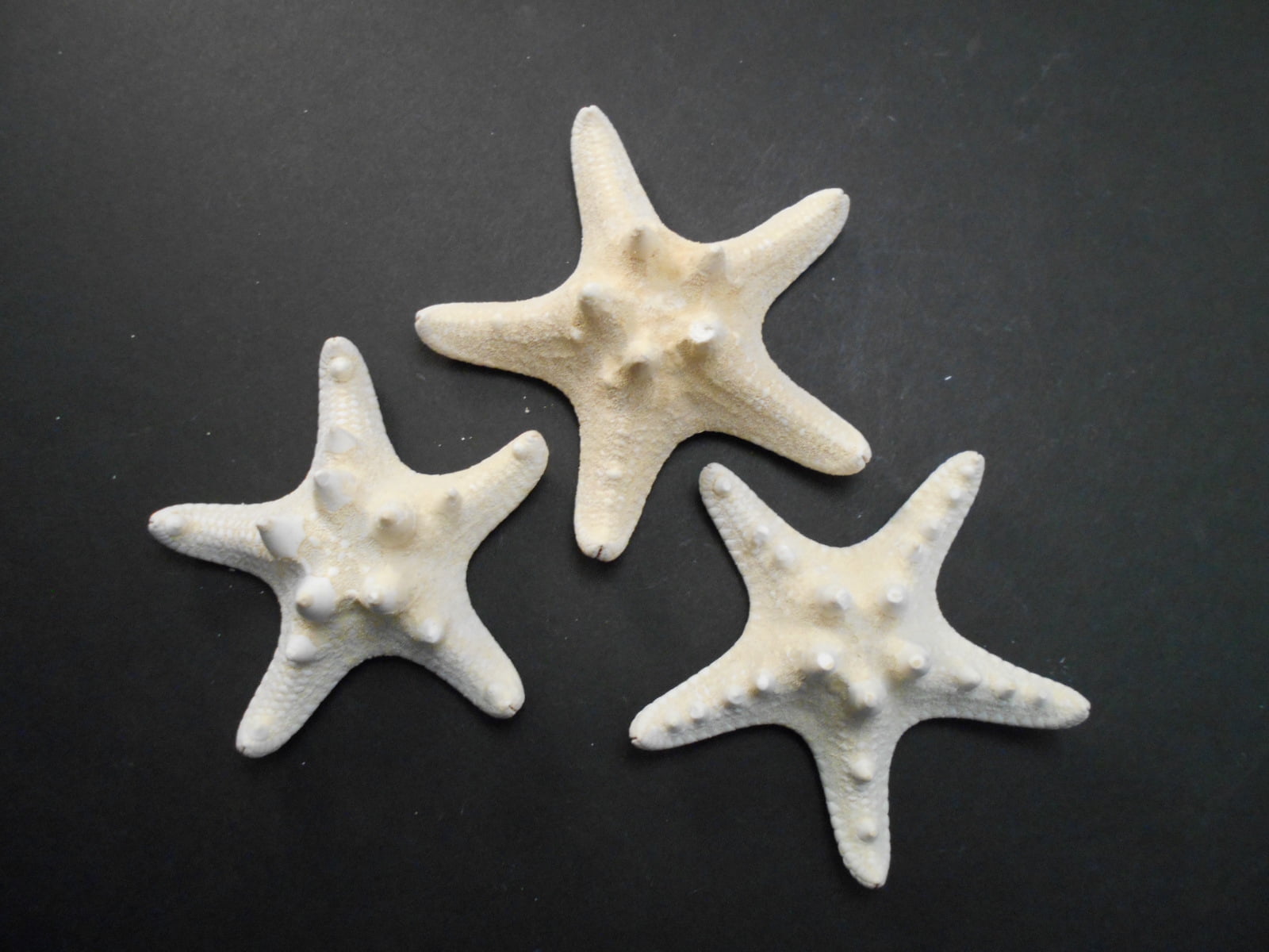 Knobby Starfish 