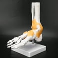 thumbnail image 4 of Wchiuoe Modèle d'Enseignement Anatomique du Ligament du Squelette Humain Adulte Modèle de Pied, 4 of 8