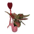 thumbnail image 3 of Love Ruby Chinese Evergreen Plant in 4" Pot with Pink Pot Cover and Heart Wand, 3 of 3