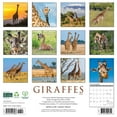 thumbnail image 2 of Giraffes 2026 12 X 12 Wall Calendar, (Hardcover), 2 of 5