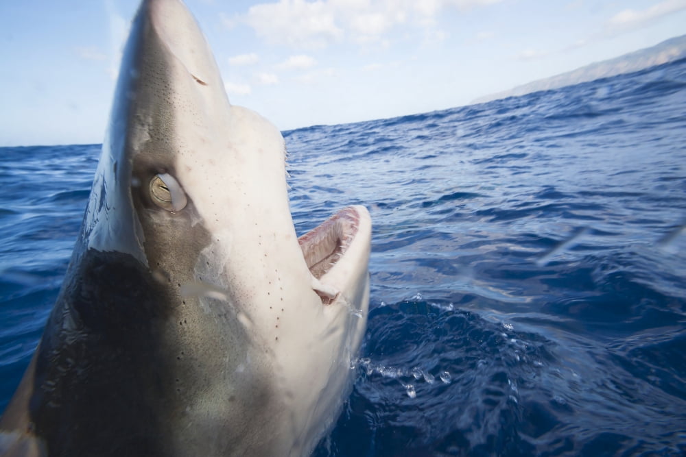 Galapagos shark (Carcharhinus galapagensis) can reach twelve feet in length and is listed as potentially dangerous Hawaii United States of America Canvas Art - Dave Fleetham Design Pics (17 x 11)