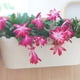 thumbnail image 5 of Decorative Iron Flower Bucket with Double Hooks for Balcony Garden Hanging Planters, 5 of 5