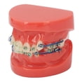 thumbnail image 2 of Alambres De Metal Modelo Dental, Modelo Dental Alambres De Metal 24 Dientes Medio Metal Medio Soporte De Cerámica Diente Modelo Correcto Para La Enseñanza Del Estudio, 2 of 5