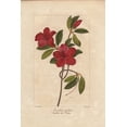 thumbnail image 2 of Southern Indian Azalea, Azalea Indica Poster Print By ® Florilegius Mary Evans (18 X 24), 2 of 4