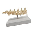 thumbnail image 1 of Modelo anatómico Modelo de articulación de perro Suministros Decoración Estructura de articulación de cachorro portátil para investigación académica Espina lumbar, 1 of 8