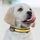 thumbnail image 1 of Juego de collar y correa para perros USB y de carga solar - Collar de seguridad LED de doble uso para mascotas con tamaño de cuello ajustable, 1 of 2