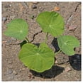 thumbnail image 3 of Everwilde Farms - 1 oz Mixed Nasturtium Garden Flower Seeds - Gold Vault Bulk Seed Packet, 3 of 3
