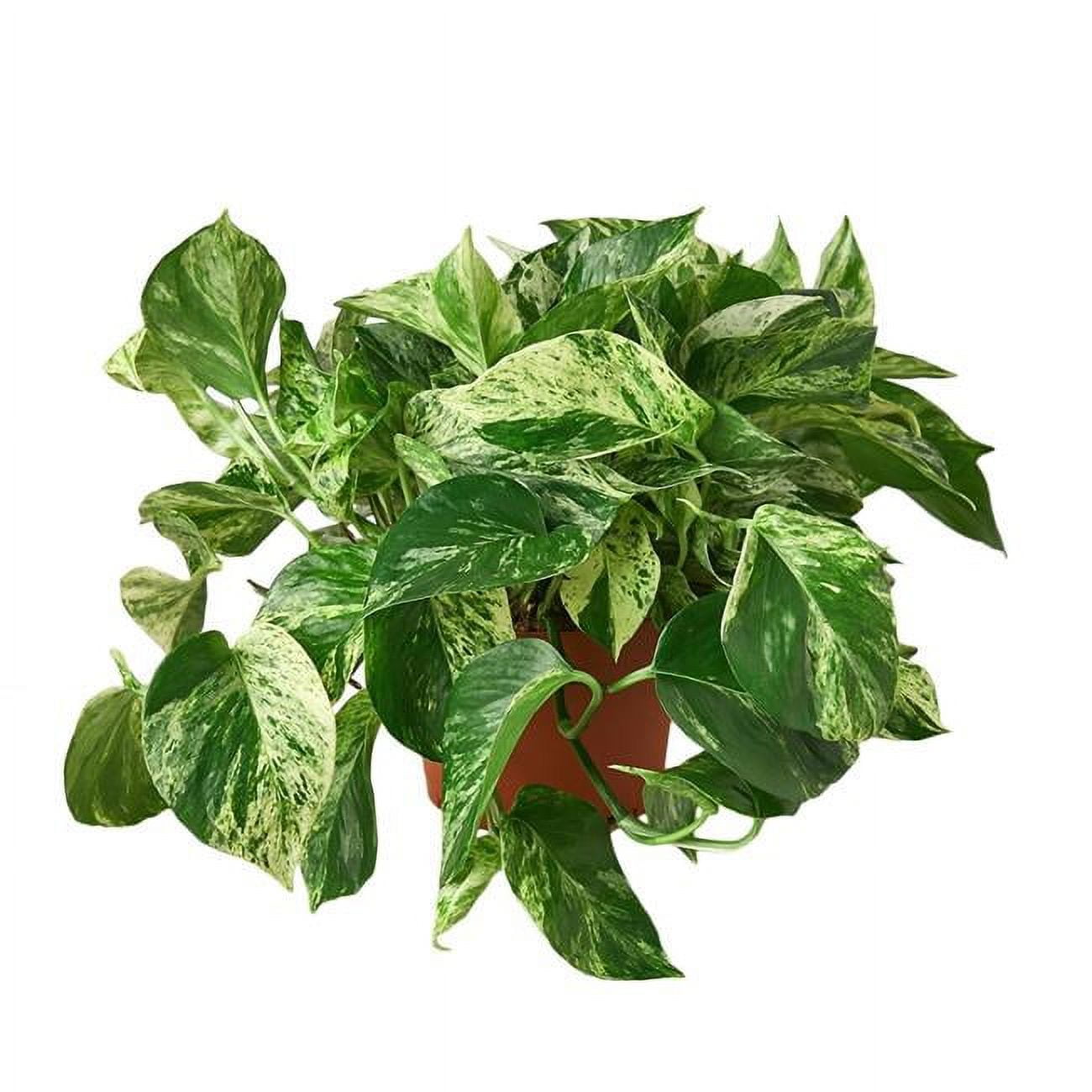 6-POTHOS-MARBLE.QUEEN 6 in. Marble Queen Pothos Indoor & Outdoor Live Plant Pot