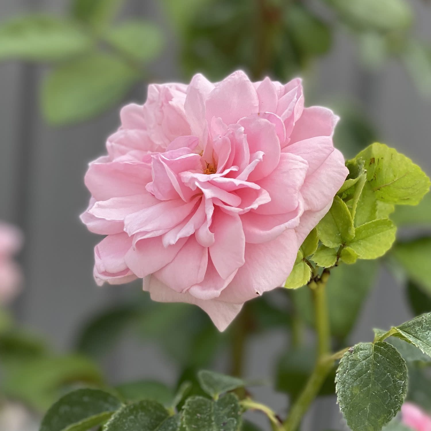 Proven Winners ColorChoice 5" Reminiscent Pink Rose Live Plant in 4.5" Pot (4 Count)