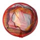 thumbnail image 5 of Red De Pesca Plegable, 50 Cm, Tipo De Apertura Plegable Portátil, Red De Pesca, Trampa De Cebo para Camarones En Movimiento, Accesorio para Jaula De Peces, 5 of 5