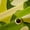 Green, variant on Castle Fairy Kids Fairy Zebra Giraffe Lion Black Out Curtains,Botanical Plants Curtains Pack of 2 (42x63 Each),Jungle Animal Bedroom Curtains,Microfiber Bedroom Decor