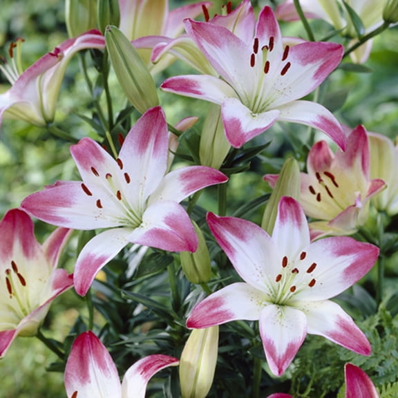 Van Zyverden Lilies Asiatic Lollypop 7 Bulbs Multicolor Partial Sun Perennial Easy to Grow 1 lb