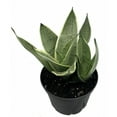 thumbnail image 2 of Rare Night Owl Snake Plant - Sanseveria - 5" Pot - Collector's Series, 2 of 2