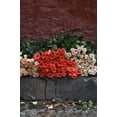 thumbnail image 2 of Rotenberg, Nancy 17x24 Black Ornate Wood Framed with Double Matting Museum Art Print Titled - Mexico, San Miguel de Allende, Roses for sale, 2 of 4