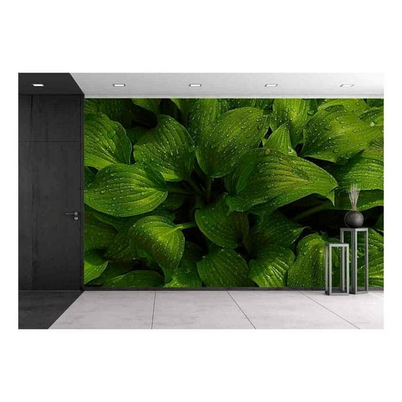 wall26 - Green Leaves of Hosta with Rain Drops on Flower Bed in The Garden - Removable Wall Mural | Self-Adhesive Large Wallpaper - 66x96 inches